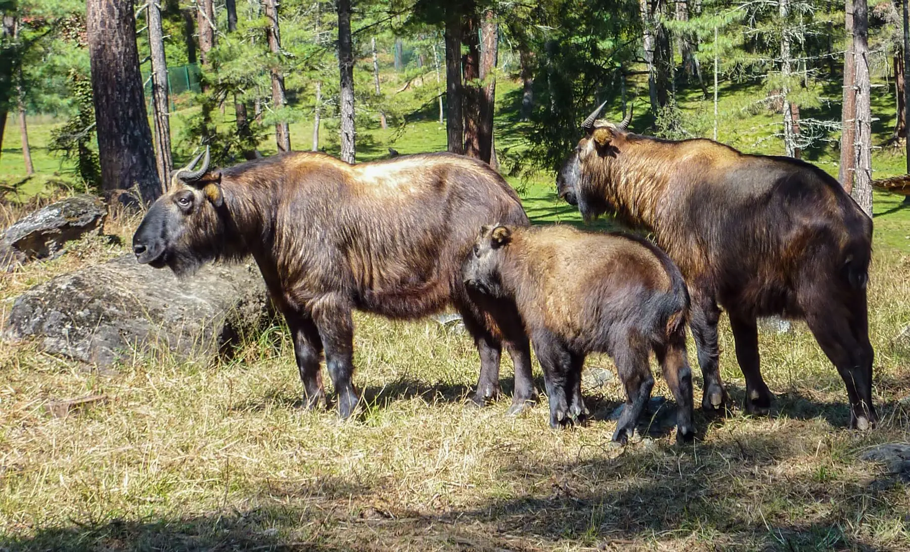 wildlife tour bhutan