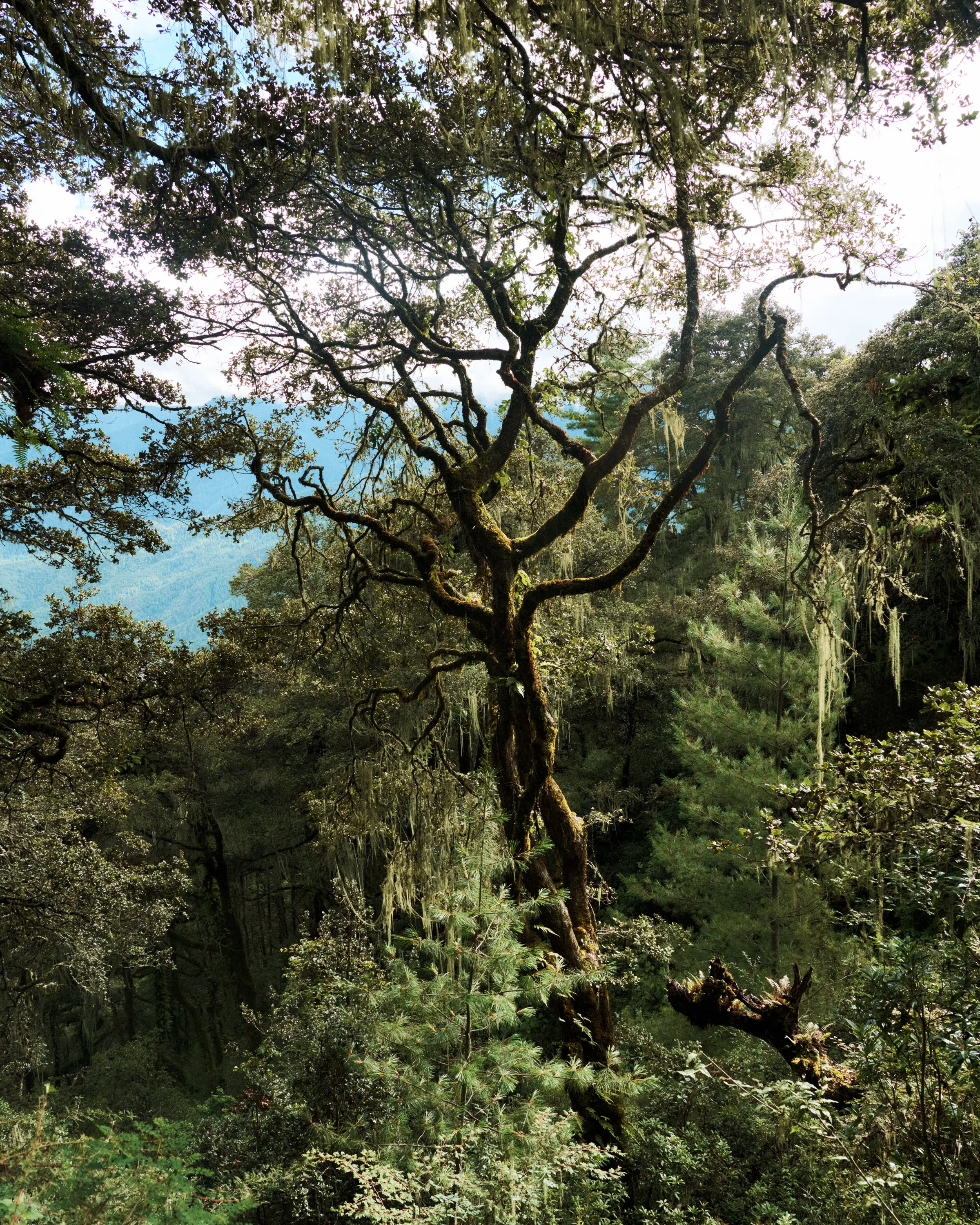 Green Bhutan: Sustainability projects